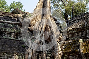 Ancient ruin of Ta Prohm temple, Angkor Wat complex, Siem Reap, Cambodia. Tree roots in temple ruin.