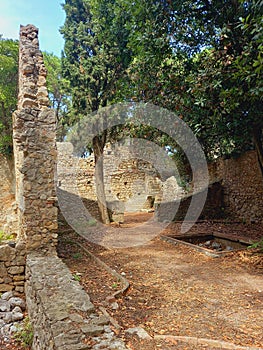 Ancient ruins in dry forest environment. Remains of a stone wall in a dry Mediterranean pine forest. Climate change and dry nature