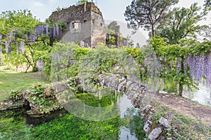 Ancient ruins and plants of wisteria in the Garden of Ninfa photo