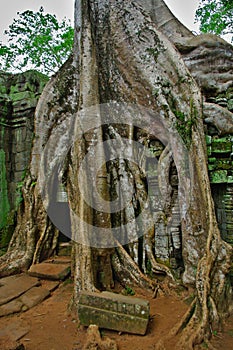 Ancient ruins of Ta Phrom temple at Anchor Wat area