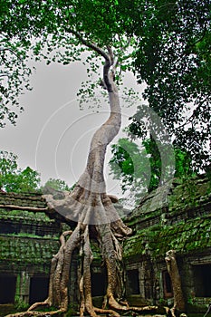 Ancient ruins of Ta Phrom temple at Anchor Wat area