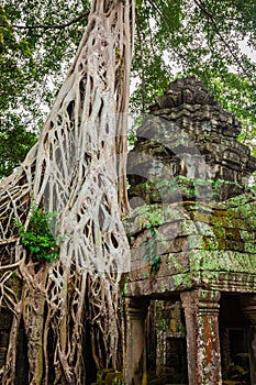Ancient ruins in Ta Prohm or Rajavihara Temple at Angkor, Siem R
