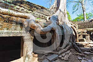 The ancient ruins and tree roots,of a historic Khmer temple in