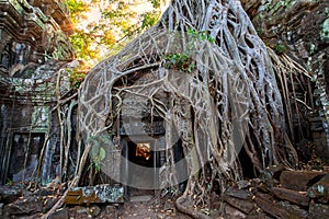 The ancient ruins and tree roots,of a historic Khmer temple in