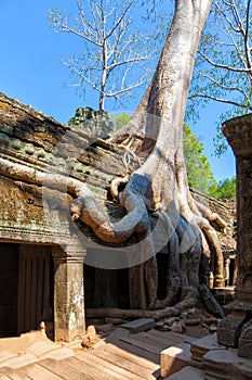 The ancient ruins and tree roots,of a historic Khmer temple in