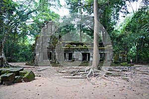 Ancient ruins and tree roots, Ta Prohm Temple, Angkor, Cambodia
