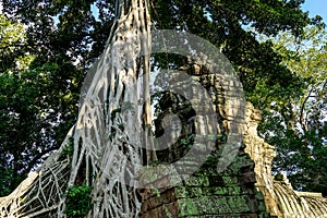 Ancient ruins and tree roots, Ta Prohm Temple, Angkor, Cambodia