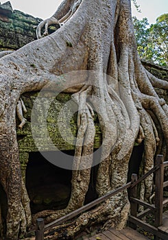 Ancient ruins and tree roots, Ta Prohm Temple, Angkor, Cambodia