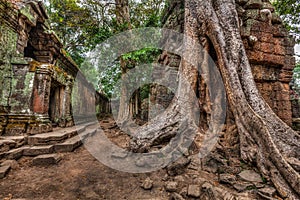 Ancient ruins and tree roots, Ta Prohm temple, Angkor, Cambodia