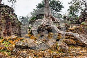 Ancient ruins and tree roots, Ta Prohm temple, Angkor, Cambodia