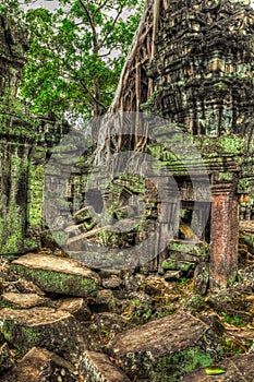 Ancient ruins and tree roots, Ta Prohm temple, Angkor, Cambodia