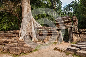 Ancient ruins and tree roots, Ta Prohm temple, Angkor, Cambodia