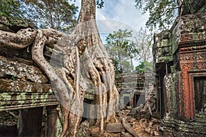 Ancient ruins and tree roots, Ta Prohm temple, Angkor, Cambodia