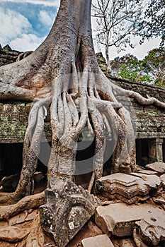 Ancient ruins and tree roots, Ta Prohm temple, Angkor, Cambodia