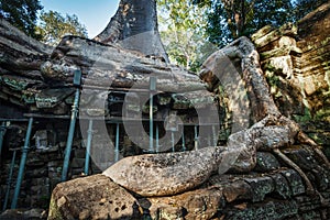 Ancient ruins and tree roots, Ta Prohm temple, Angkor, Cambodia