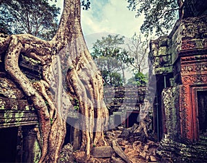 Ancient ruins and tree roots, Ta Prohm temple, Angkor, Cambodia