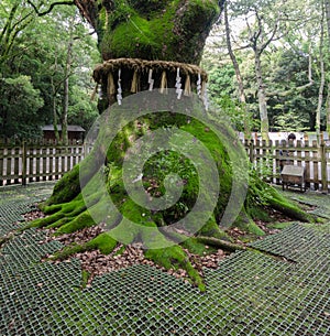 Ancient sacred tree at Atsuta Shrine Atsuta-jingu, lcated in Atsuta-ku. Nagoya