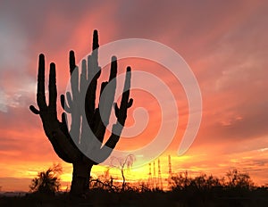 Ancient Saguaro cactus tree silhouette