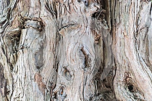 Ancient sandalwood trunk closeup photo