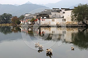 Wild ducks can transfer bird flu, H5N8 and HN9 viruses into the continents, ancient water village Hongcun (Unesco), China