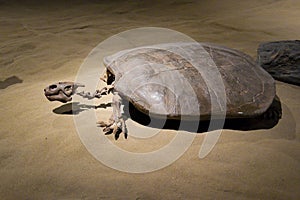 Ancient Sea Turtle Fossil