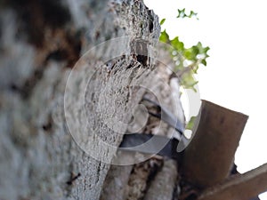 Ancient Sentinel: Weathered Tree Trunk