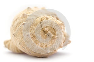 Ancient shell on a white background