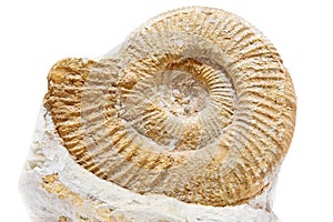 Ancient shell on a white background