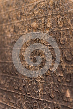 Ancient Sinhalese writing chiseled on stone