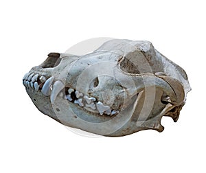 The Ancient skull dog on a white background