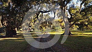 Ancient southern live oak trees in New Orleans