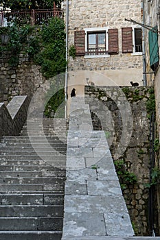 Ancient stairs in Old town Kotor. Medieval stone staircase between apartment buildings in the old town center of Montenegro. Cats