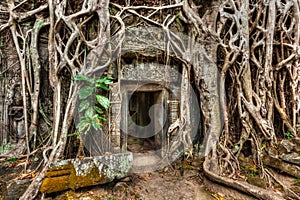 Ancient stone door and tree roots, Ta Prohm temple, Angkor