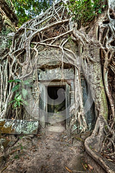 Ancient stone door and tree roots, Ta Prohm temple, Angkor