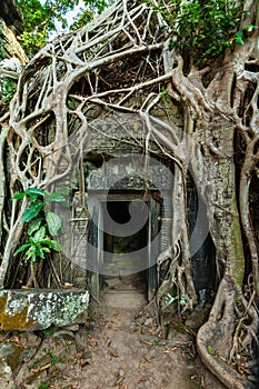 Ancient stone door and tree roots, Ta Prohm temple, Angkor, Camb