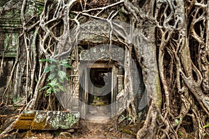 Ancient stone door and tree roots, Ta Prohm temple, Angkor, Camb