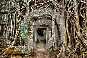 Ancient stone door and tree roots, Ta Prohm temple, Angkor, Camb photo