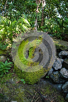 Ancient Stone Money in Jungle on Yap photo