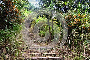 Ancient stone staircase leading through a dark forest to the Ningzhengong Taoist Monastery in Zhejiang, China