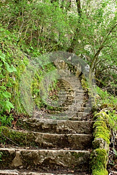 Ancient stone stairs in the forrest