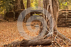 Ancient Stone Temple Ruins and Old Tree