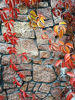 Ancient stone wall covered in red ivy