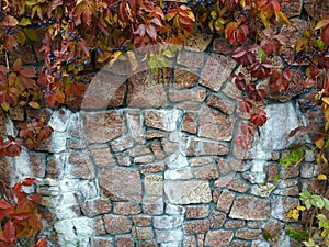 Ancient stone wall covered in red ivy