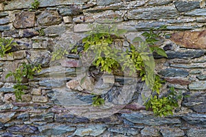 Ancient stone wall of a medieval castle, entwined with ivy