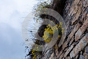 Ancient stone wall with plants growing on it