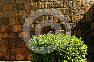 Ancient stone wall texture with plant .