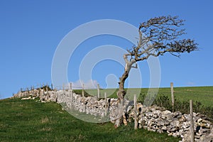 Antiguo piedra muro un árbol a tierra agricola 