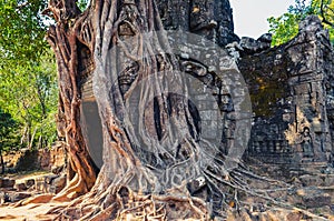 Ancient temple entrance and old tree roots at Angkor Wat