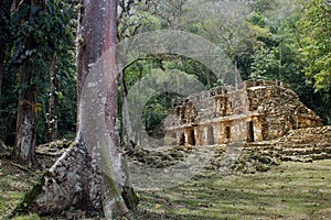 Ancient temple jungle ruins with tree