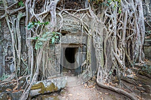 Ancient Temple Ruins of Ta Phrom, Cambodia photo